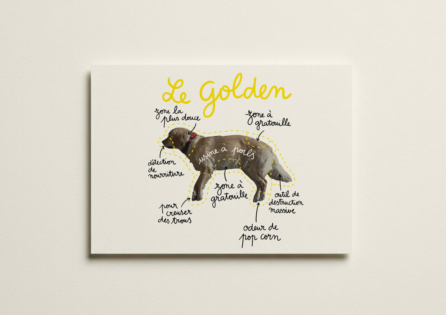 Chien